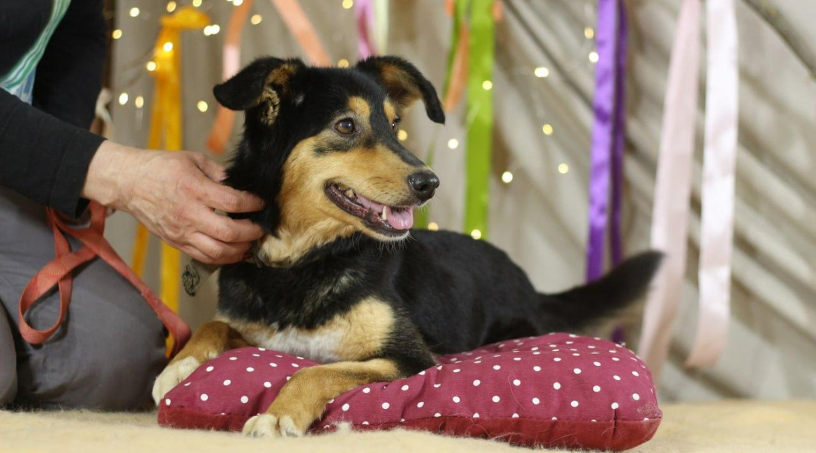 Chiens à adopter